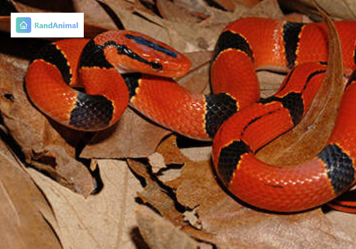Reptiles