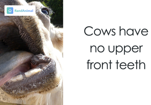 20 Random Animal Facts That Will Make You Look at Animals Differently