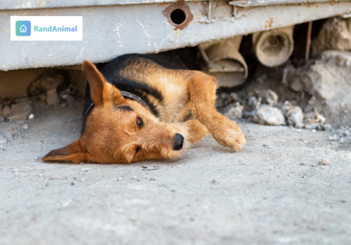 Can Animals Really Predict Earthquakes?