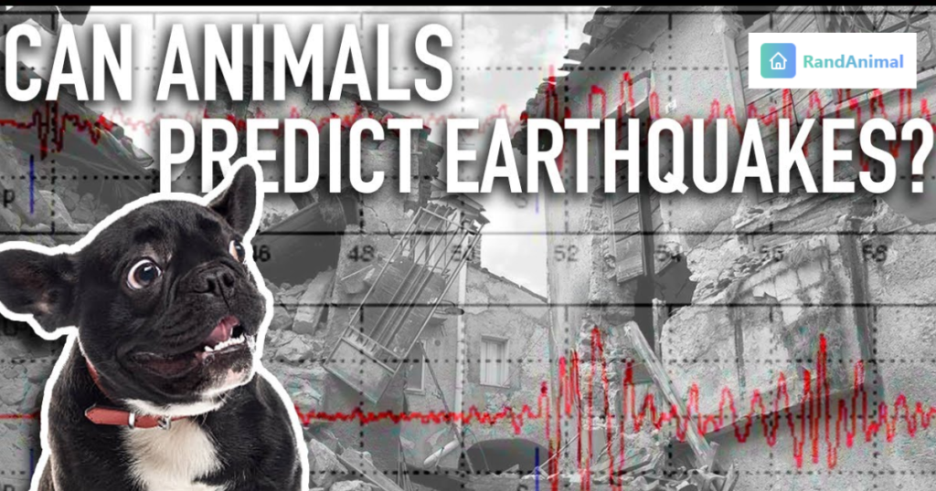 Can Animals Really Predict Earthquakes?