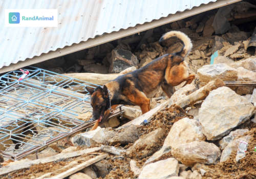 Can Animals Really Predict Earthquakes?