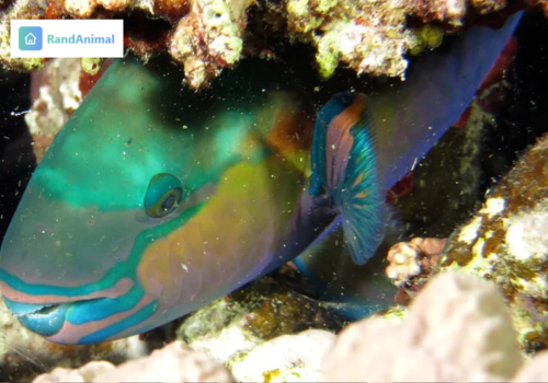 Do Fish Sleep Here's How and Where Fish Actually Rest