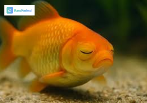 Do Fish Sleep Here's How and Where Fish Actually Rest
