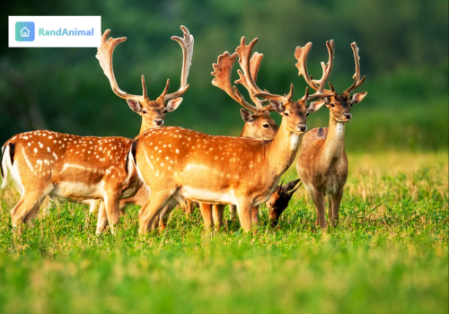 A Complete Guide to Animal Names