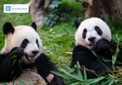 Interesting Facts About Animals