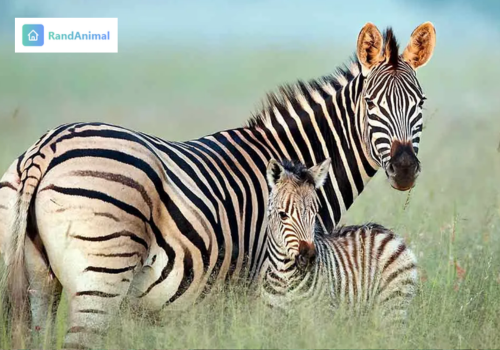 A Complete Guide to Animal Names