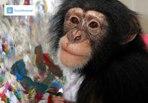 Chimpanzees