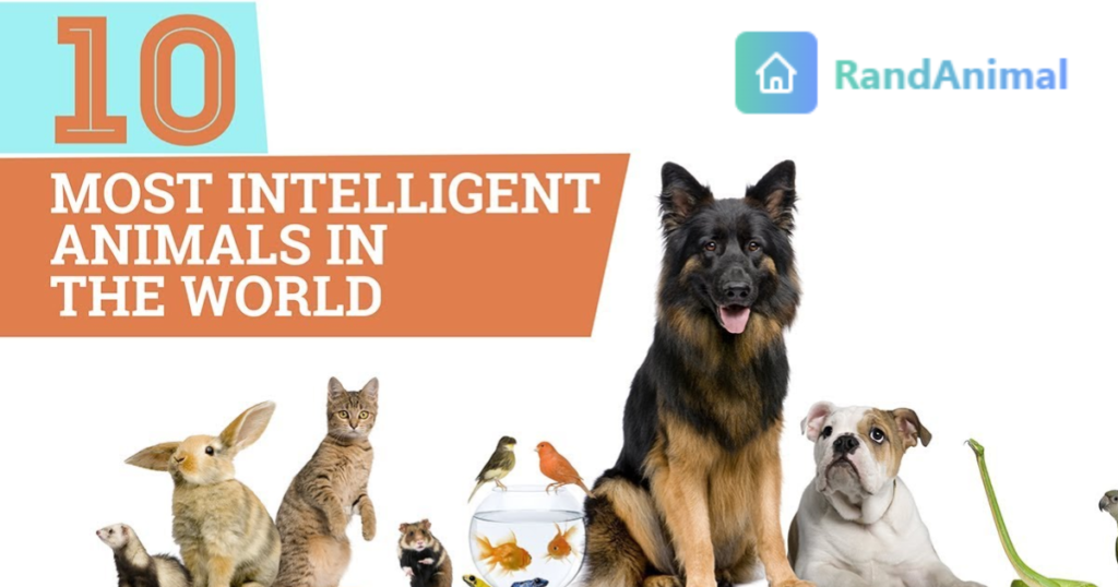 Top 10 Most Intelligent Animals in the World