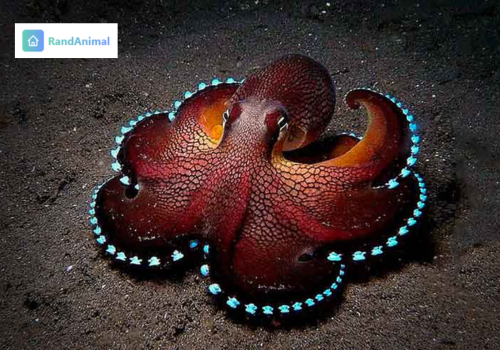 Octopuses