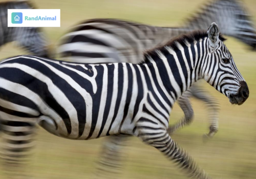 Why Do Zebras Have Stripes 5 Science-Backed Reasons