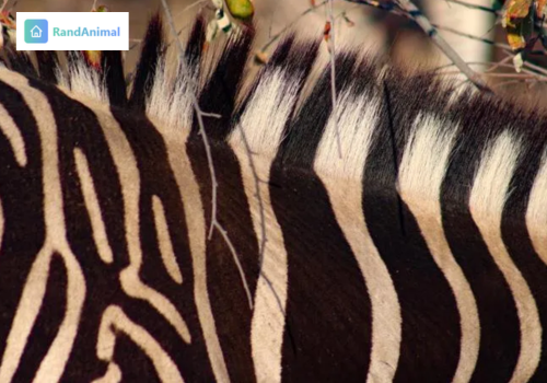 Why Do Zebras Have Stripes 5 Science-Backed Reasons