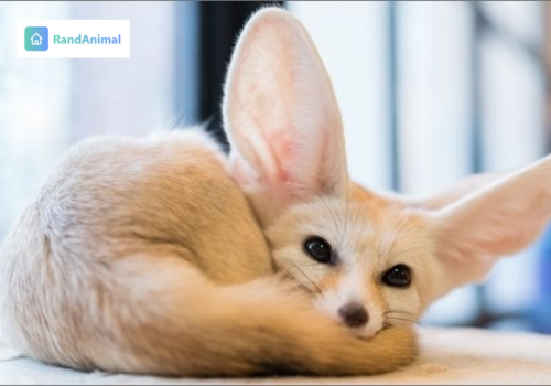 Fennec Fox