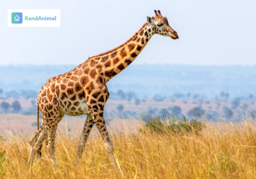 Giraffe