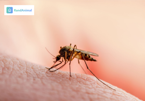 Mosquito