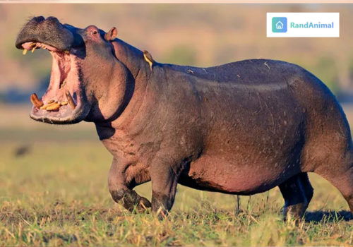Hippopotamus