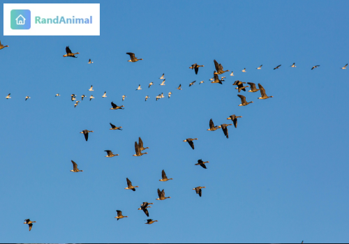 Animal migration
