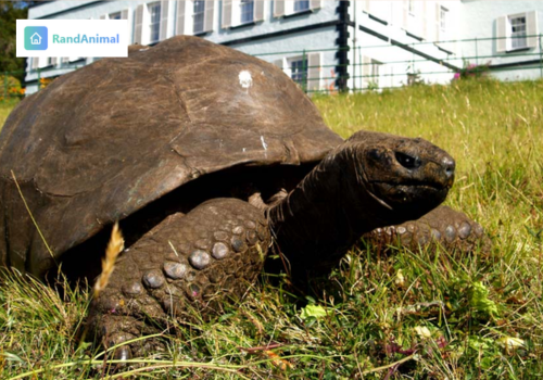 Animals With the Longest Lifespan in the World