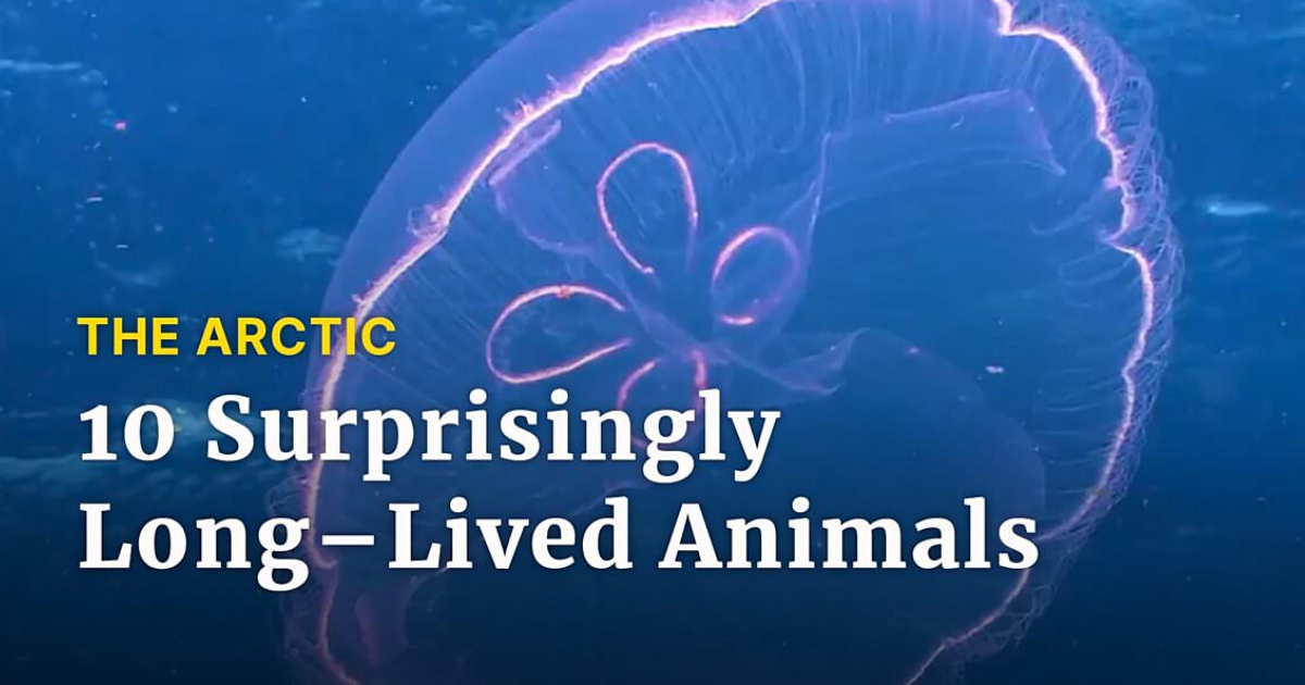 Animals With the Longest Lifespans in the World