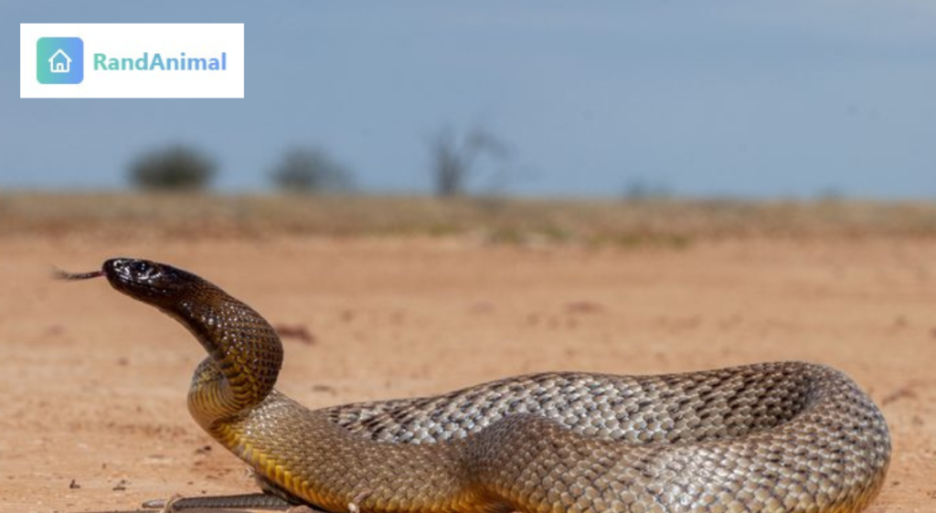 Animals that fake their own death