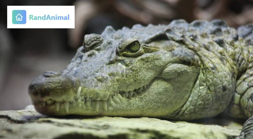 Animals that sleep with one eye open