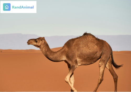 Camel