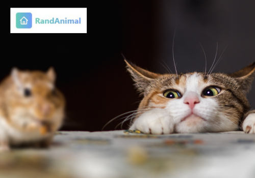 Cats bring you dead animal as gift