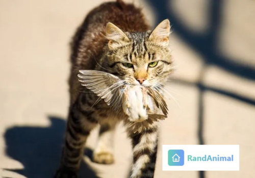 Cats Hunting behavior