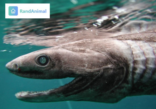 Frilled Shark