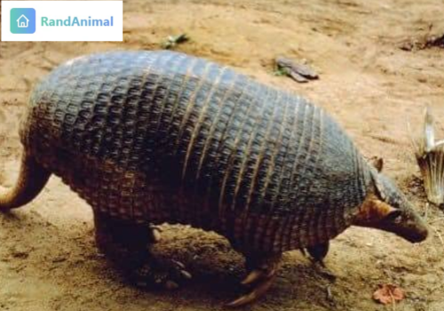 Giant Armadillo