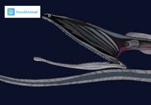 Gulper Eel