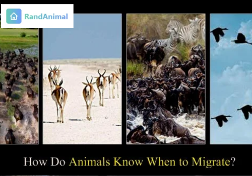 How Do Animals Know When to Migrate