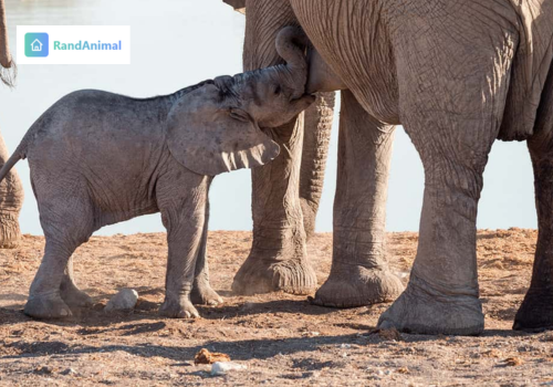 Elephants When a Mother Elephant Dies