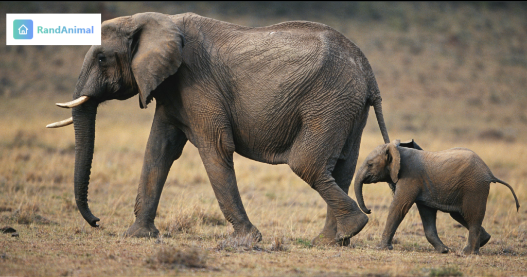 How Long Do Baby Elephants Stay with Their Mothers?