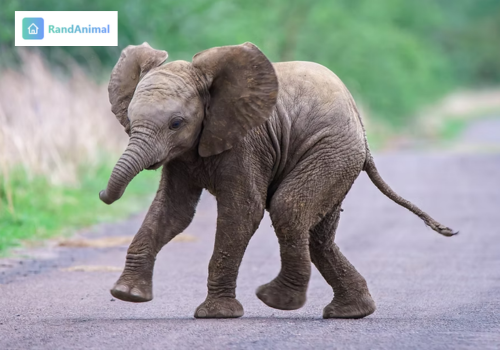 Baby Elephant (Calf) 