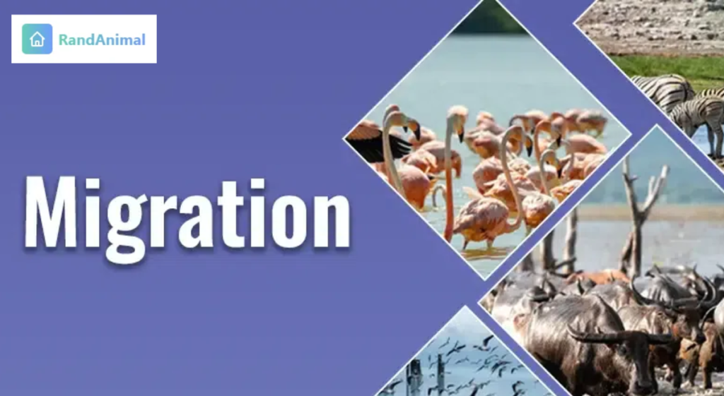 Migration in Animals, Birds, and Fishes