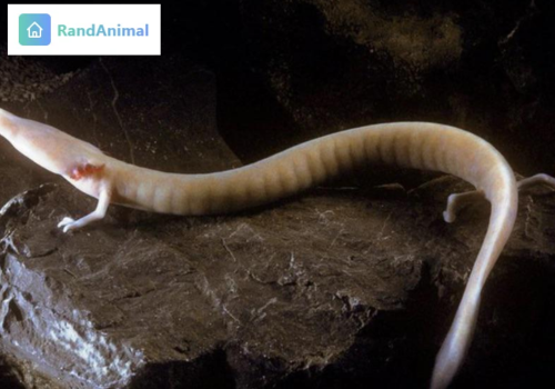 Olm (Cave Salamander)