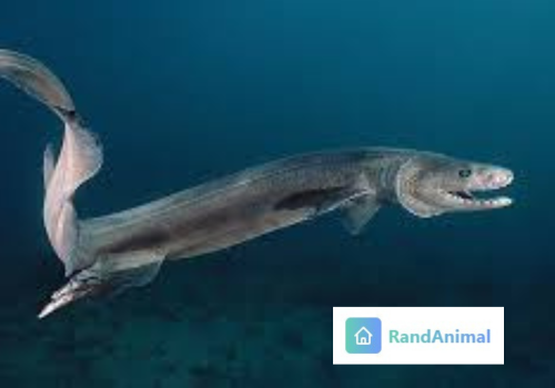 Frilled Shark