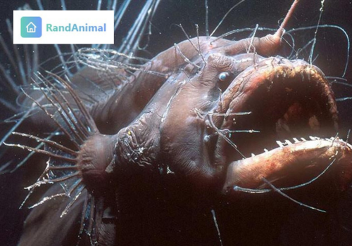 Sea Devils and Hatchetfish