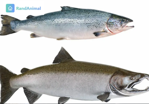 Salmon