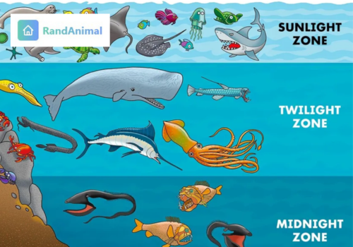 ocean depth zones