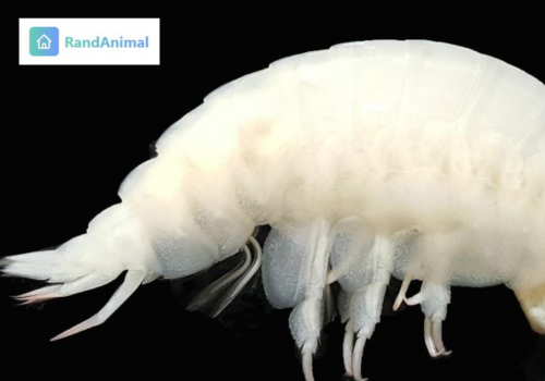 Amphipods