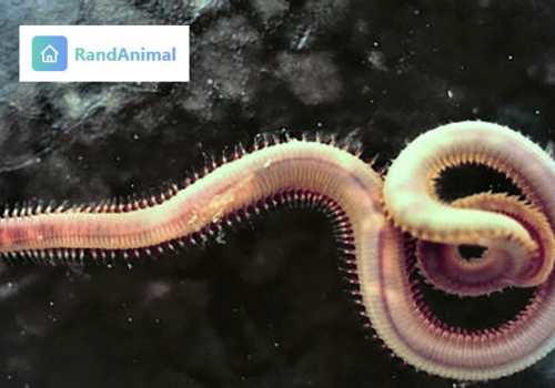 Zombie Worms