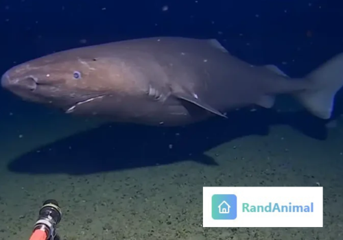 Sleep Shark