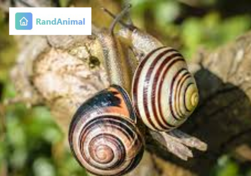 Snails and Slugs