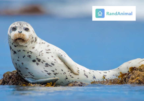 Marine Mammals
