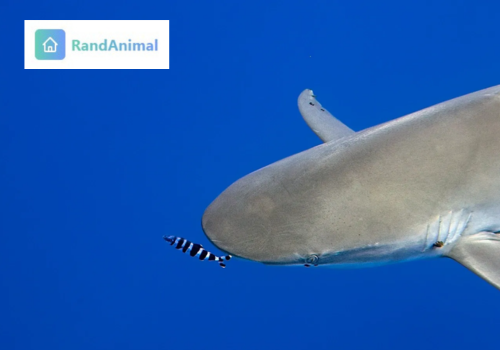 Sharks