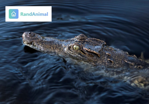Crocodiles