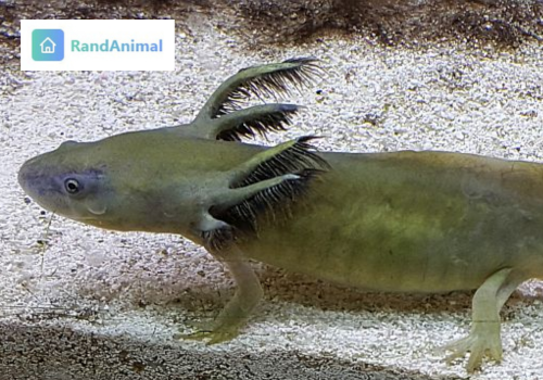 Axolotl
