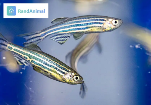 Zebra fish