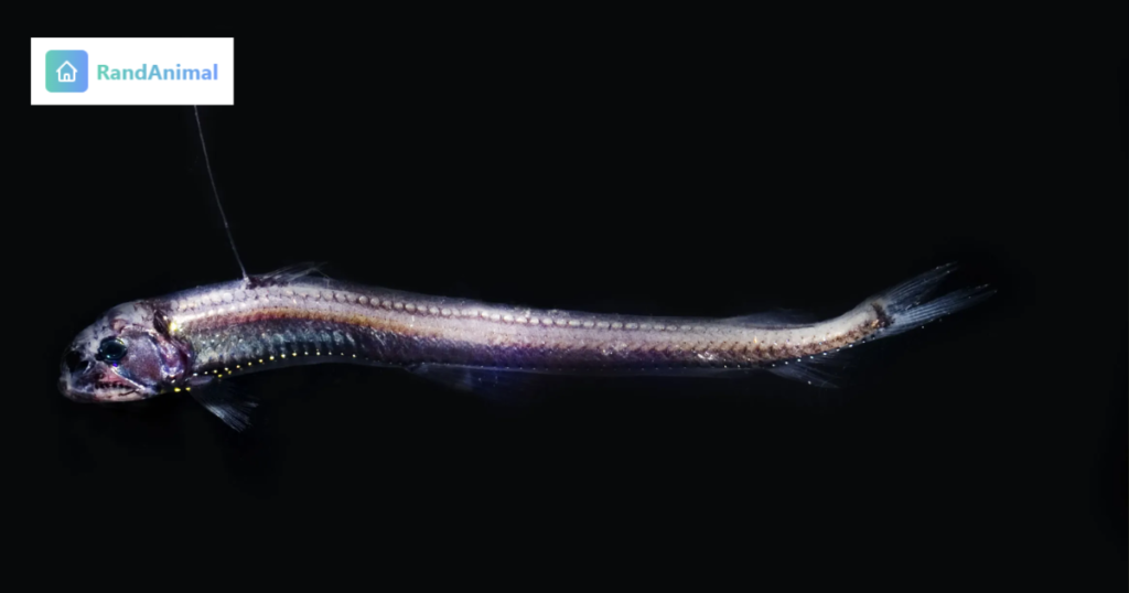 The Deepest Sea Creatures Ever Discovered by Science